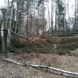Лес на Ключевой