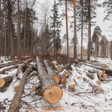 Дорога к КПП-4 (вырубка леса) - 04.jpg