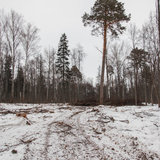 Дорога к КПП-4 (вырубка леса) - 05.jpg