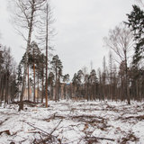 Дорога к КПП-4 (вырубка леса) - 06.jpg