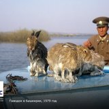 2016-03-12 - Дед Мазай и зайцы