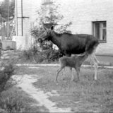 Лосиха с лосенком. Саров, пер. Северный, 1978 г.