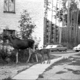 Лосиха с лосенком. Саров, пер. Северный, 1978 г.