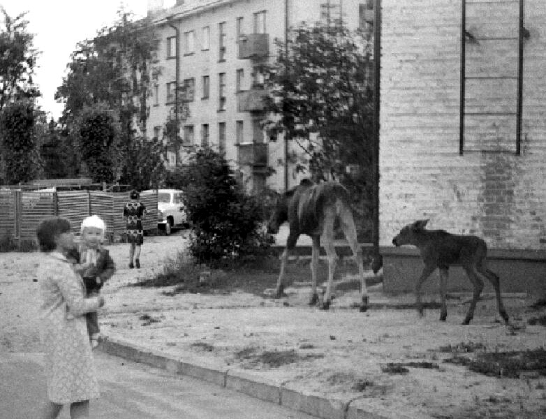 Лосиха с лосенком. Саров, пер. Северный, 1978 г.