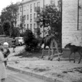 Лосиха с лосенком. Саров, пер. Северный, 1978 г.