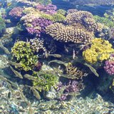 Кораллы - Красное море